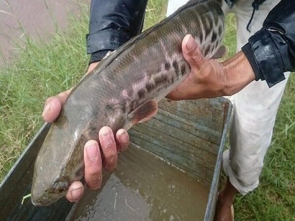 Lời khuyên khi mơ thấy cá lóc