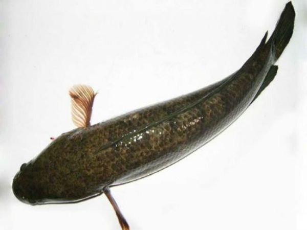 Cá lóc có khả năng sống dai và di chuyển linh hoạt