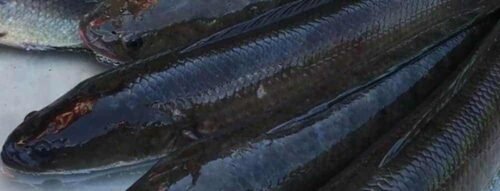 Mơ thấy cá lóc là điềm gì? Hé lộ dấu hiệu về tài lộc, sức khỏe và sự nghiệp