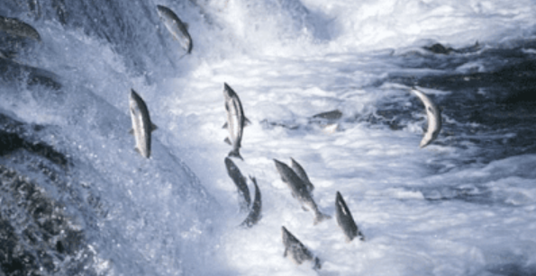 Hình minh họa cảnh cá rô bơi ngược dòng nước – biểu tượng của nghị lực và kiên trì.