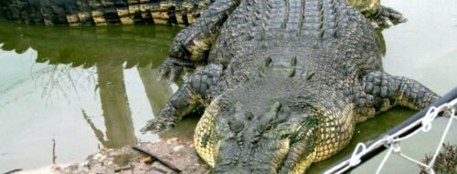 Giải mã giấc mơ thấy cá sấu: Điềm báo hung hay cát lành?