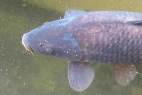 Mơ Thấy Cá Trắm Và Những Điềm Báo Thú Vị Trong Cuộc Sống