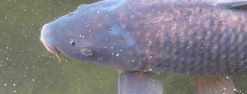 Mơ Thấy Cá Trắm Và Những Điềm Báo Thú Vị Trong Cuộc Sống