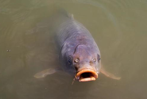 Tượng trưng cho sự vươn lên trong sự nghiệp.