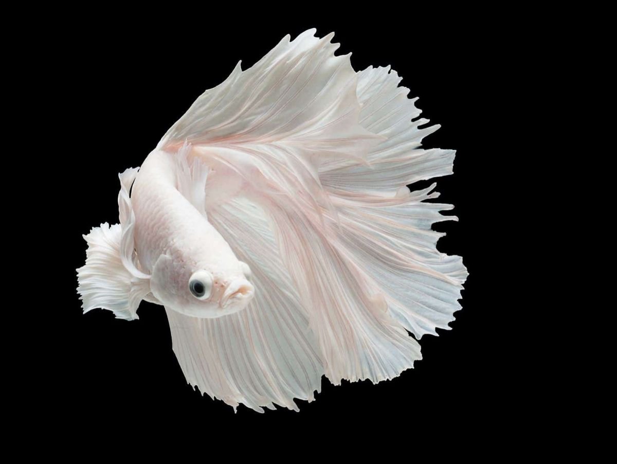 Cá trắng xuất hiện trong mơ với nước yên ả, đó là dấu hiệu an nhiên, thịnh vượng