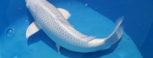 Bí ẩn giấc mơ thấy cá trắng: Điềm lành hiếm gặp hay lời cảnh tỉnh