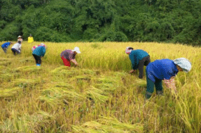 Mơ Thấy Cày Cấy – Giải Mã Giấc Mơ Báo Hiệu May Mắn Và No Đủ