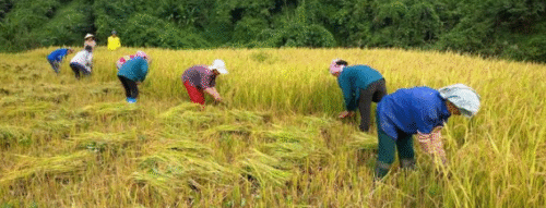 Mơ Thấy Cày Cấy – Giải Mã Giấc Mơ Báo Hiệu May Mắn Và No Đủ