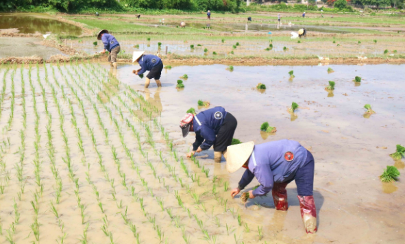 Hình minh họa người mơ thấy cày cấy dưới trời nắng nhẹ, phía xa có cánh cò bay.
