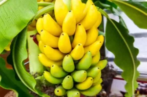 Nằm Mơ Thấy Cây Chuối Báo Hiệu Điều Gì Trong Cuộc Sống?