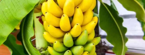 Nằm Mơ Thấy Cây Chuối Báo Hiệu Điều Gì Trong Cuộc Sống?