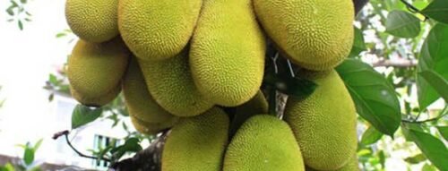 Khám phá ý nghĩa giấc mơ thấy cây mít: Bí mật về tài lộc, công danh và sự viên mãn