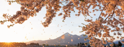 Mơ Thấy Cây Nở Hoa – Điềm Báo May Mắn Và Con Số Liên Quan