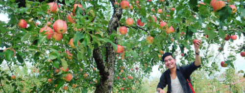 Mơ Thấy Cây Sai Quả – Điềm Báo Phồn Vinh Và Con Số May Mắn Trong Rồng Bạch Kim