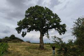 Bí ẩn giấc mơ thấy cây to và thông điệp từ tiềm thức