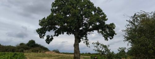 Bí ẩn giấc mơ thấy cây to và thông điệp từ tiềm thức