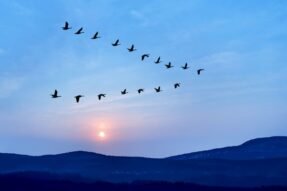 Mơ thấy chim trời – Giải mã giấc mơ tự do hé lộ vận may, tài lộc và tương lai