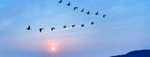 Mơ thấy chim trời – Giải mã giấc mơ tự do hé lộ vận may, tài lộc và tương lai