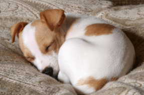 MƠ THẤY CHÓ – ĐIỀM BÁO, Ý NGHĨA VÀ CON SỐ MAY MẮN LIÊN QUAN