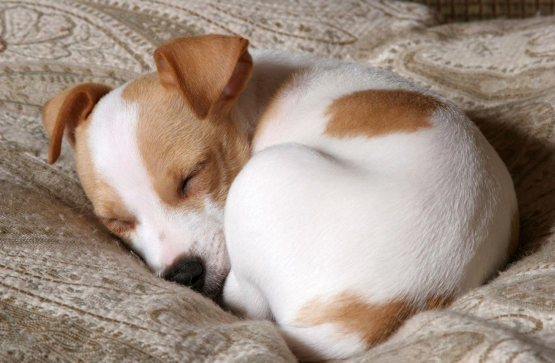  Hình chú chó vàng đang nằm ngủ, ánh sáng dịu, tượng trưng cho giấc mơ và sự bình yên