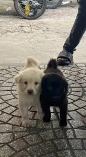 Hình chó đen và chó trắng đứng cạnh nhau trong khung cảnh yên bình, thể hiện hai mặt sáng – tối của cuộc sống