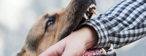 Mơ thấy chó cắn chảy máu – Dấu hiệu của xui xẻo, mất mát hay lời cảnh tỉnh