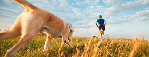 Bí ẩn tâm linh khi mơ thấy chó đuổi chạy xuống ao và con số tài lộc liên quan