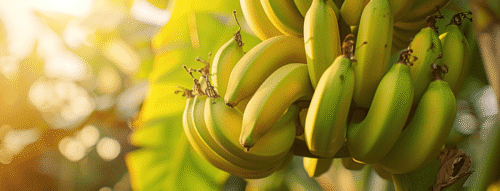 Mơ Thấy Chuối – Giải Mã Giấc Mộng Ngọt Ngào Và Những Con Số May Mắn