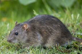 Mơ thấy chuột cống: Điềm báo bất ngờ và lời cảnh tỉnh quan trọng