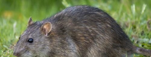 Mơ thấy chuột cống: Điềm báo bất ngờ và lời cảnh tỉnh quan trọng