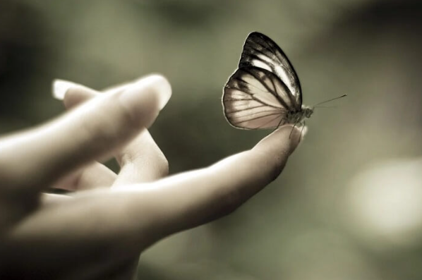 Một con bướm trắng đậu trên bàn tay, thể hiện điềm lành và sự yên ả.