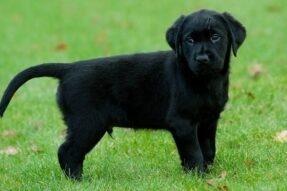 Mơ thấy con chó mang ý nghĩa gì? Hé lộ điềm báo theo phong thủy và dân gian