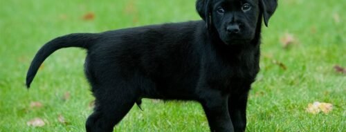 Mơ thấy con chó mang ý nghĩa gì? Hé lộ điềm báo theo phong thủy và dân gian