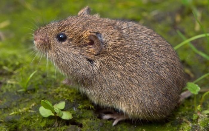 Các trường hợp cụ thể khi mơ thấy con chuột