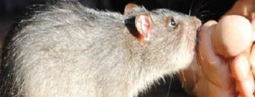 Mơ thấy con chuột – Khám phá thông điệp phong thủy và tâm linh