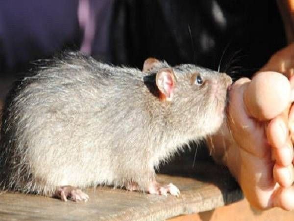 Ý nghĩa chung khi mơ thấy con chuột