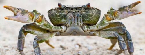 Giải mã hiện tượng mơ thấy con cua – Điềm báo tiền tài hay thử thách