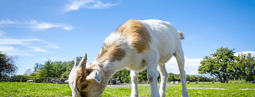 Mơ Thấy Con Dê – Giải Mã Giấc Mơ Và Những Con Số May Mắn