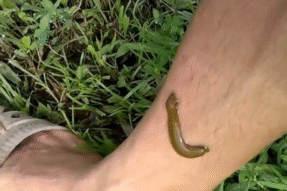 Mơ Thấy Con Đỉa – Giải Mã Điềm Báo Linh Ứng Và Con Số Liên Quan