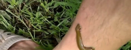 Mơ Thấy Con Đỉa – Giải Mã Điềm Báo Linh Ứng Và Con Số Liên Quan