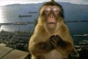 Mơ thấy con khỉ – Lời nhắc nhở bí ẩn về cuộc sống, mối quan hệ và vận số con người