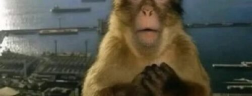 Mơ thấy con khỉ – Lời nhắc nhở bí ẩn về cuộc sống, mối quan hệ và vận số con người