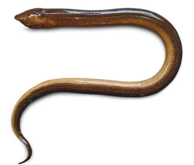 Giải mã tâm lý từ giấc mơ thấy con lươn