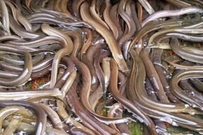 Khám phá ý nghĩa tâm linh khi mơ thấy con lươn và cơ hội đổi đời bất ngờ