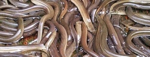 Khám phá ý nghĩa tâm linh khi mơ thấy con lươn và cơ hội đổi đời bất ngờ