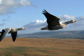 Mơ Thấy Con Ngỗng – Giải Mã Điềm Báo Và Con Số May Mắn Liên Quan