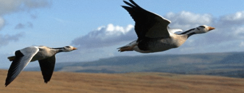 Mơ Thấy Con Ngỗng – Giải Mã Điềm Báo Và Con Số May Mắn Liên Quan