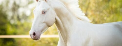 Mơ thấy con ngựa trắng – Giải mã giấc mơ tượng trưng cho quyền lực, may mắn