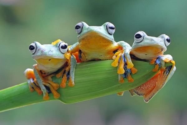 Từ giấc mơ thấy con nhái, bạn có thể rút ra một số định hướng