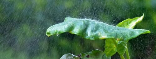 Mơ thấy con nhái tiết lộ vận may, tài lộc hay xui rủi?